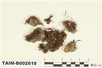 藏品(對齒苔屬)的圖片